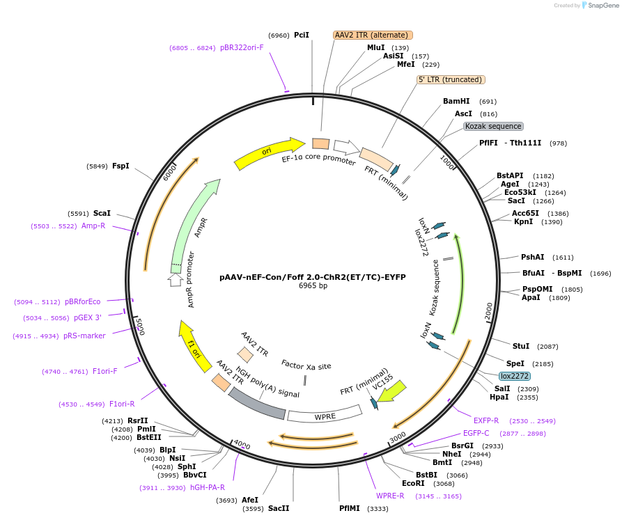 137140-plasmid-map-sequence-id-272725