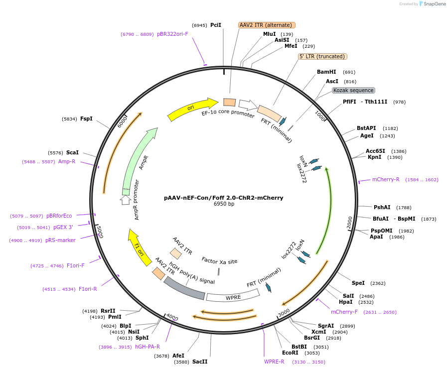 137143-plasmid-map-sequence-id-272737