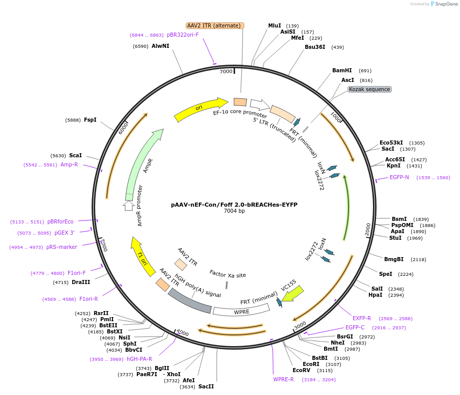 137146-plasmid-map-sequence-id-272740