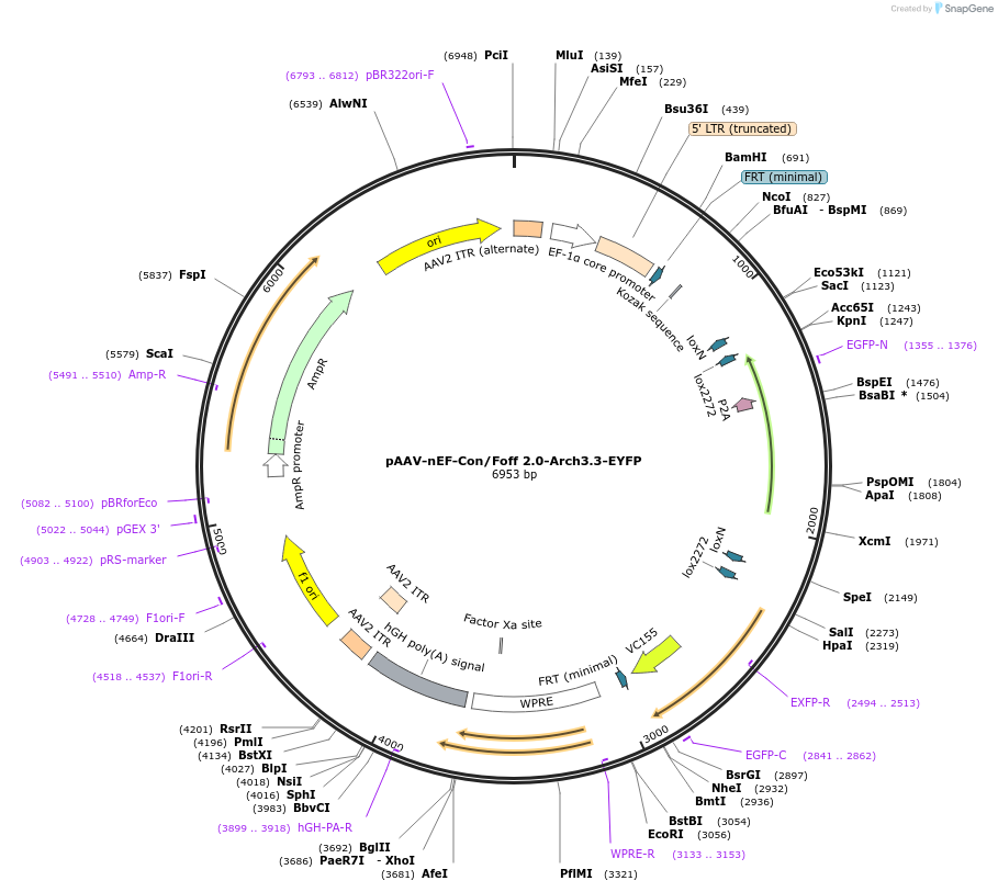 137149-plasmid-map-sequence-id-272741
