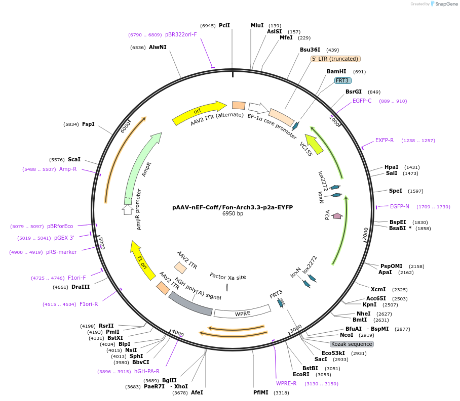 137150-plasmid-map-sequence-id-272742