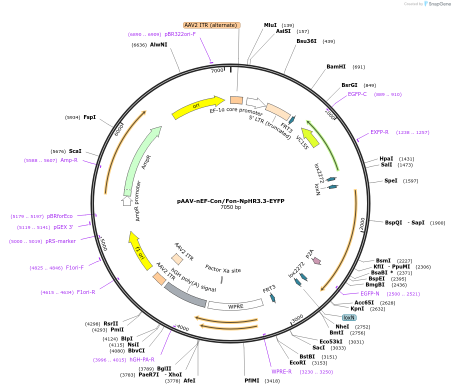 137152-plasmid-map-sequence-id-272745
