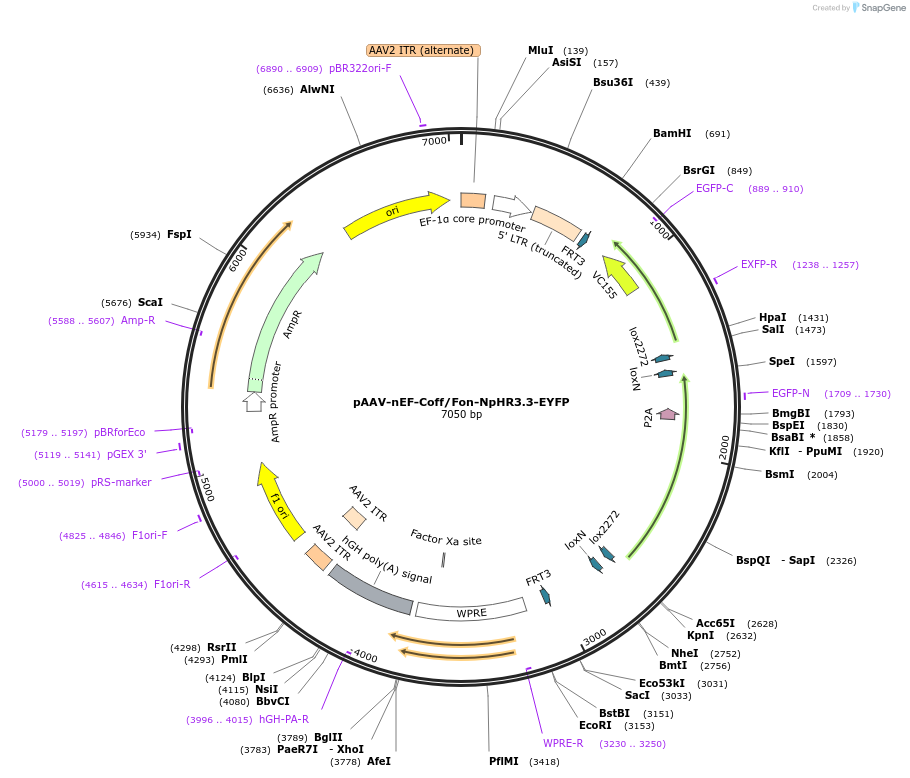 137154-plasmid-map-sequence-id-272757