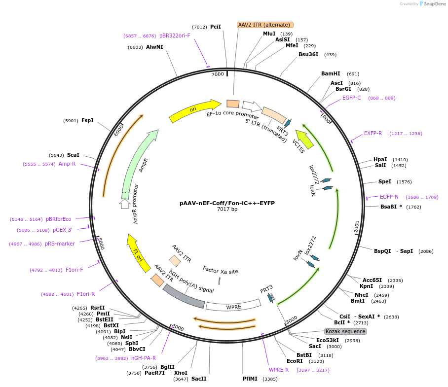 137157-plasmid-map-sequence-id-272761