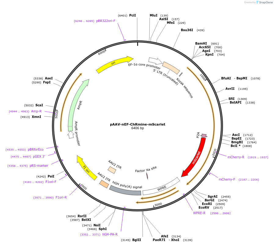 137158-plasmid-map-sequence-id-272773
