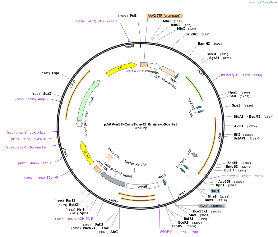 137159-plasmid-map-sequence-id-272775