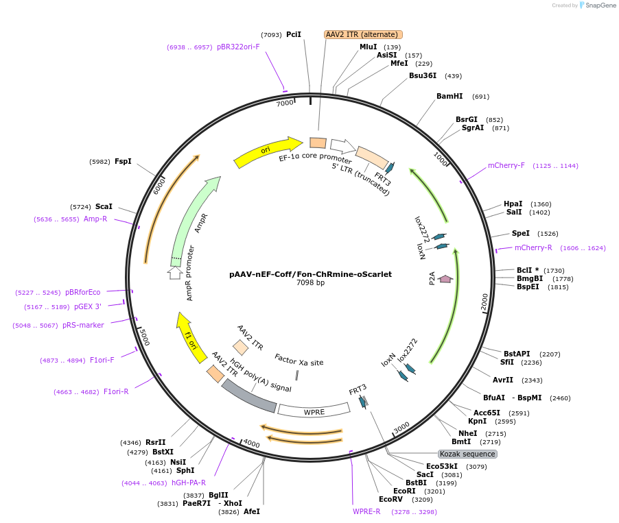 137160-plasmid-map-sequence-id-272778