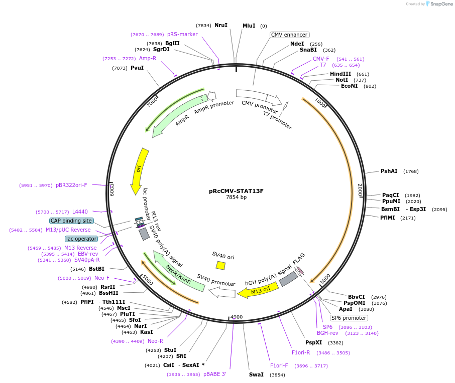 134723-plasmid-map-sequence-id-272780