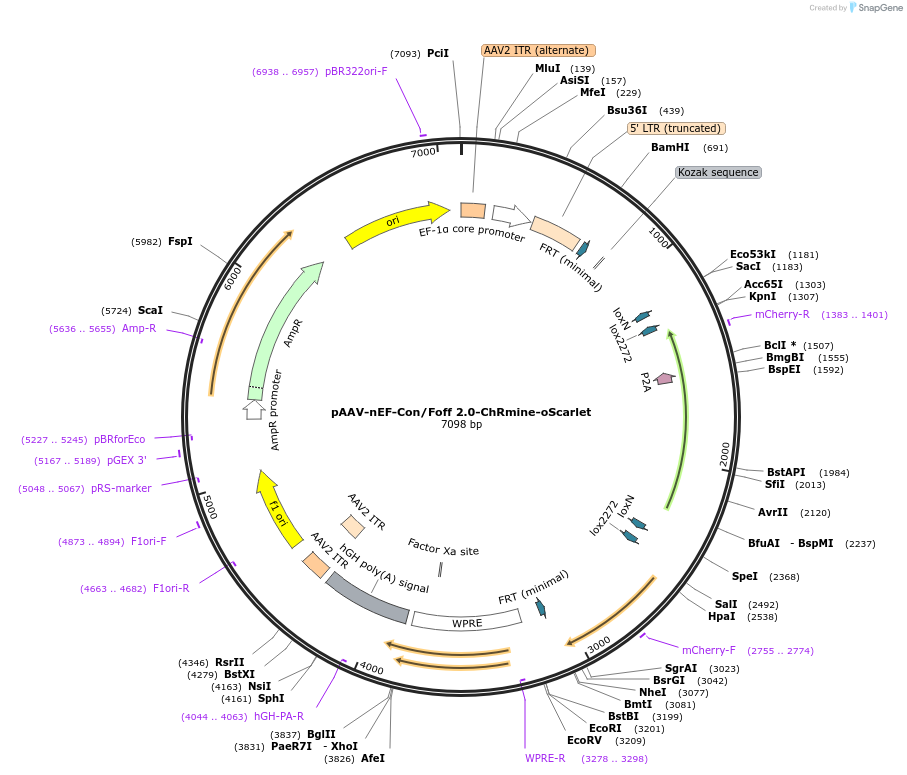 137161-plasmid-map-sequence-id-272782
