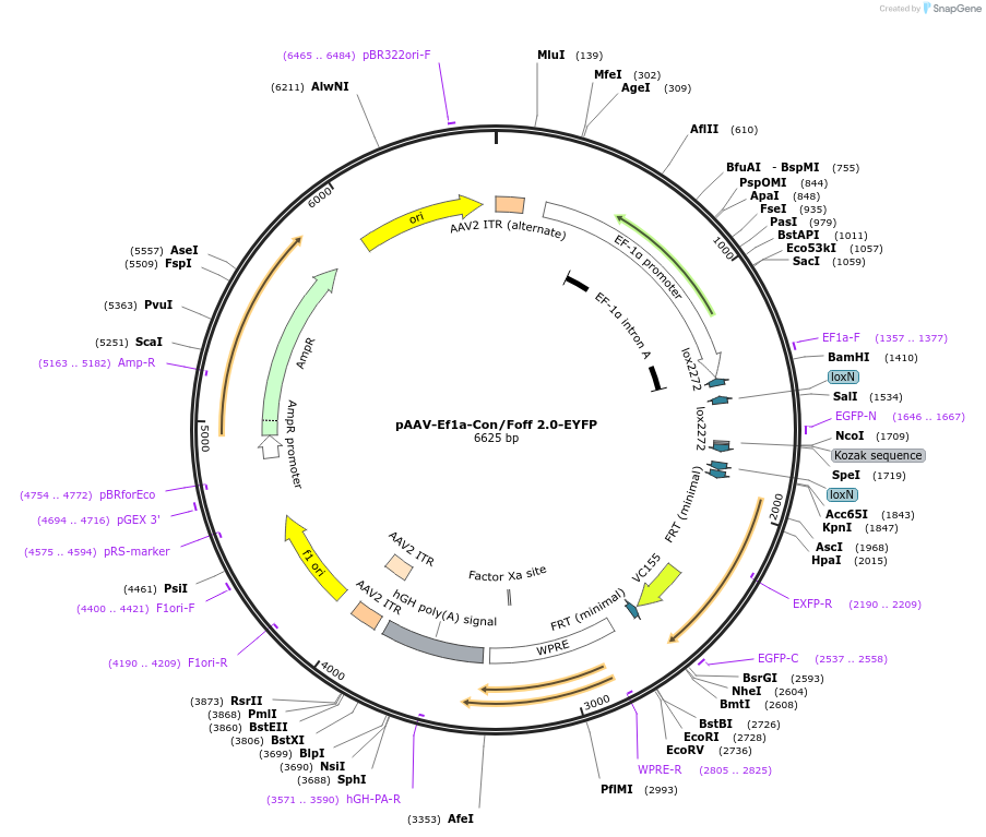 137162-plasmid-map-sequence-id-272783