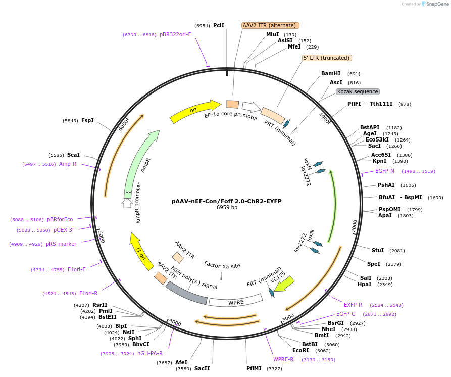 137163-plasmid-map-sequence-id-272784