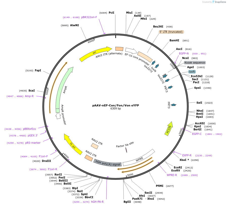 137164-plasmid-map-sequence-id-272785