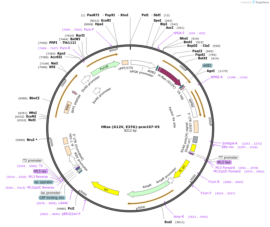 64640-plasmid-map-sequence-id-272814