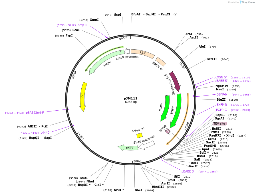 134162-plasmid-map-sequence-id-272842