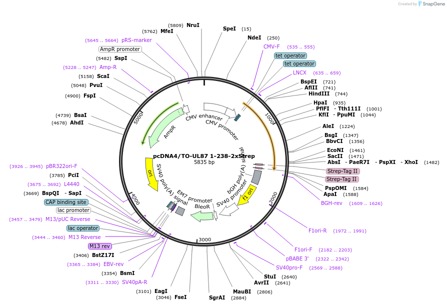 138450-plasmid-map-sequence-id-272848