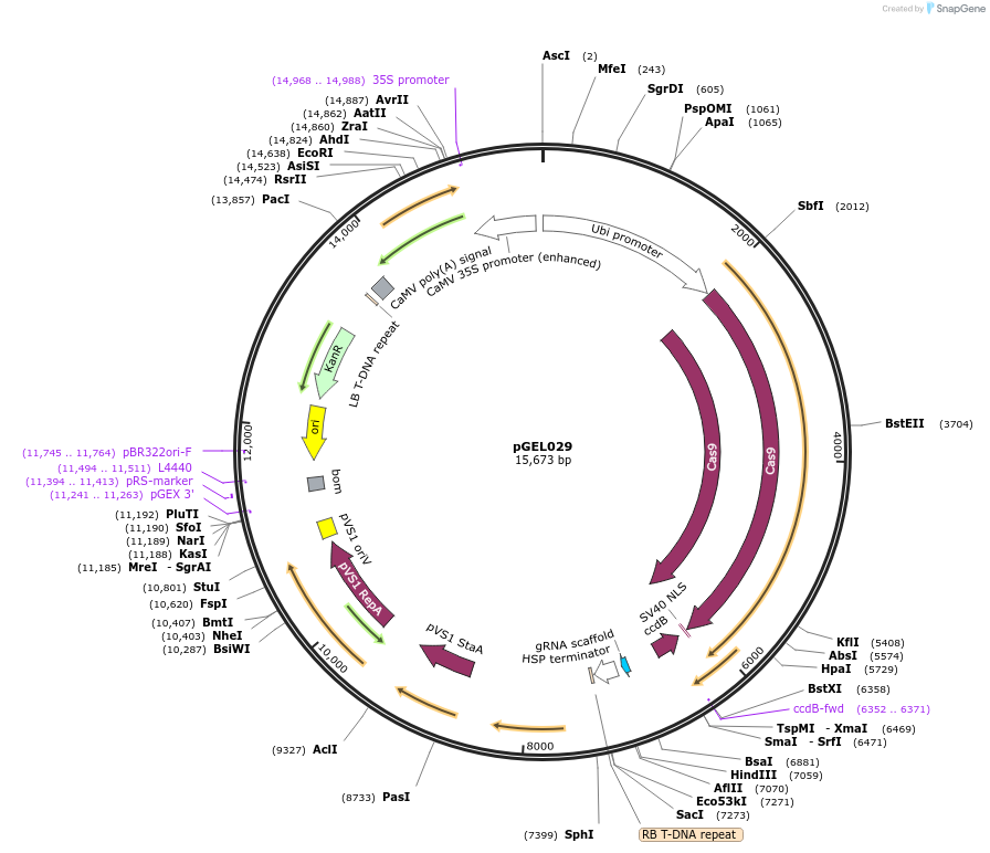 137898-plasmid-map-sequence-id-272863