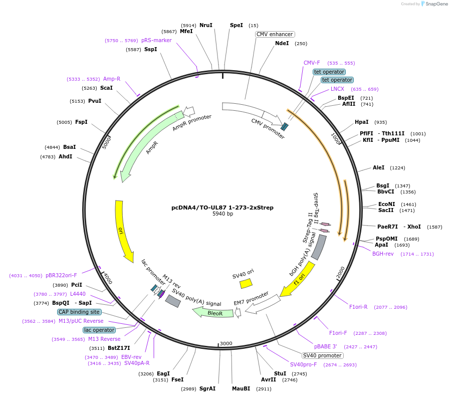 138452-plasmid-map-sequence-id-272877