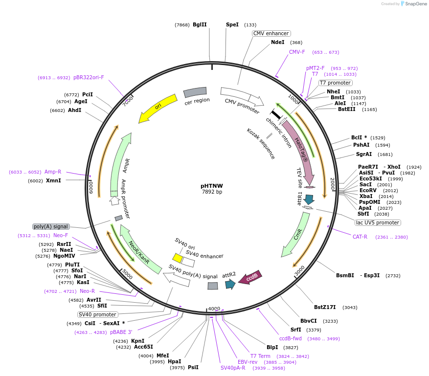 136403-plasmid-map-sequence-id-272878