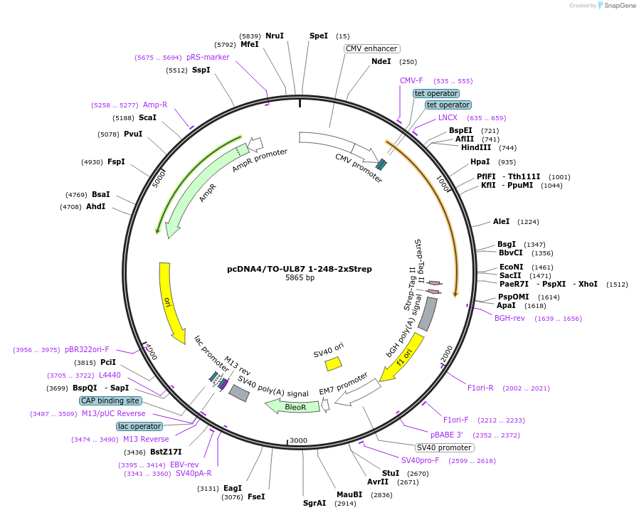 138451-plasmid-map-sequence-id-272879