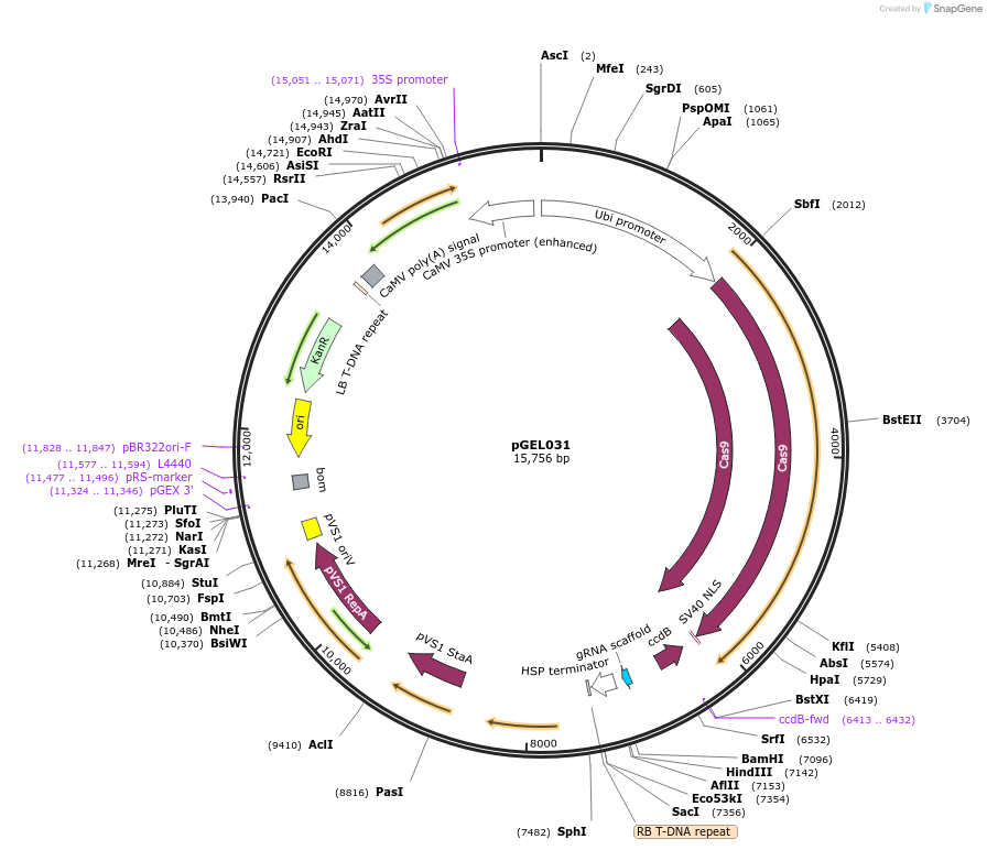 137900-plasmid-map-sequence-id-272882