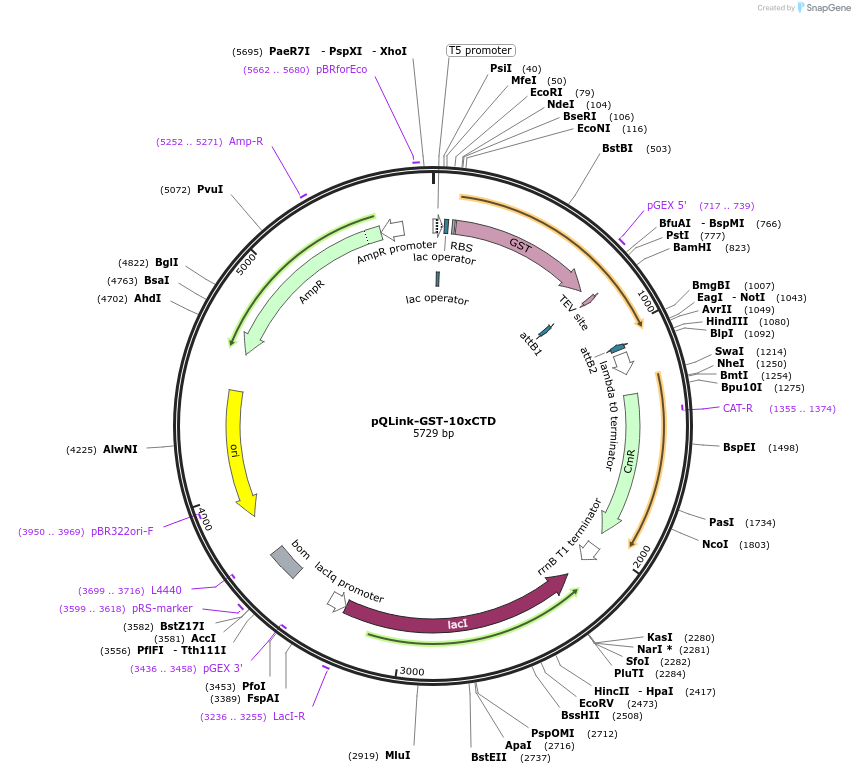 138472-plasmid-map-sequence-id-272883