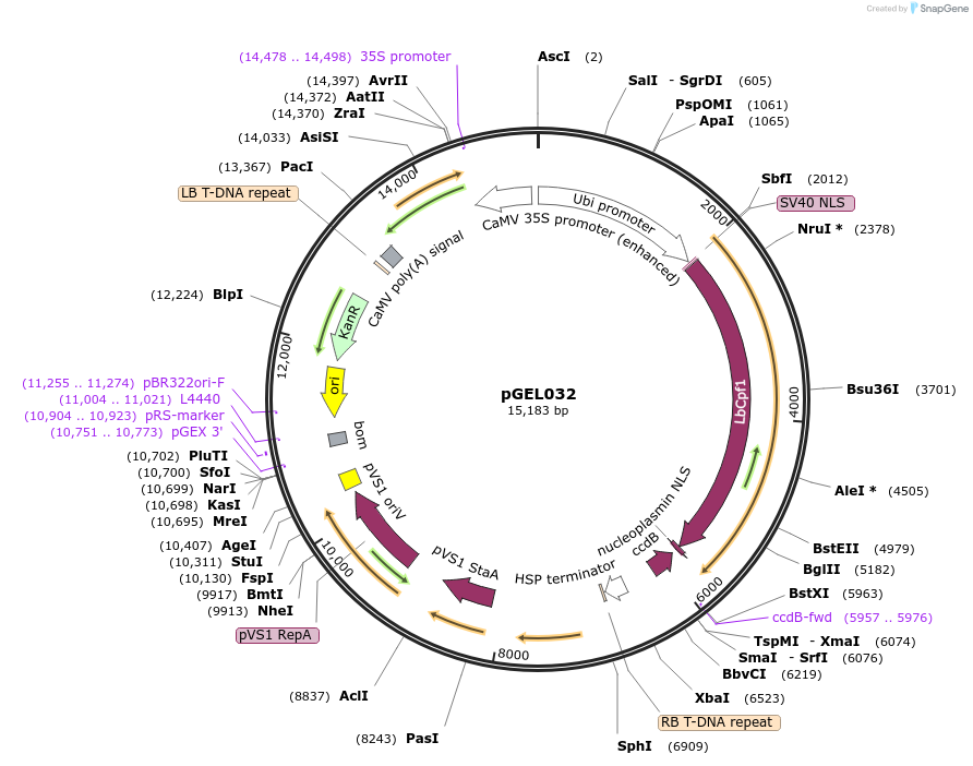 137901-plasmid-map-sequence-id-272885