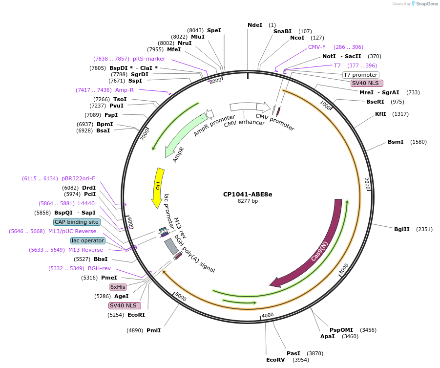 138493-plasmid-map-sequence-id-272893