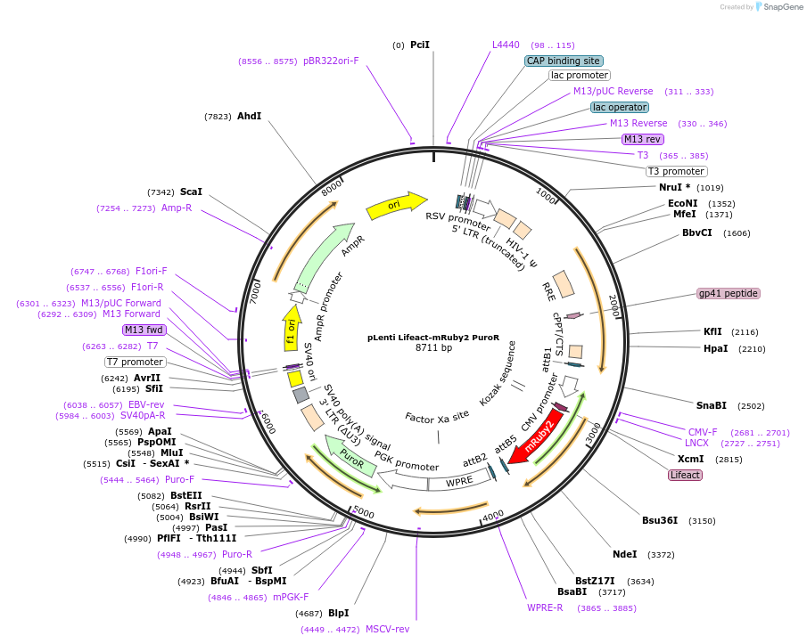 84386-plasmid-map-sequence-id-272895
