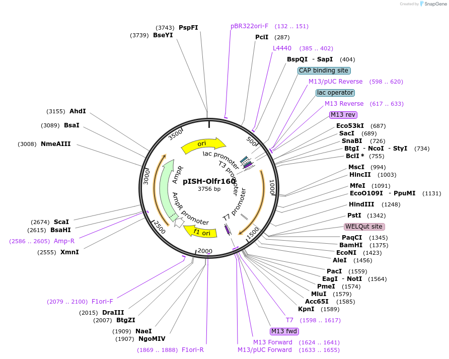 272899_map