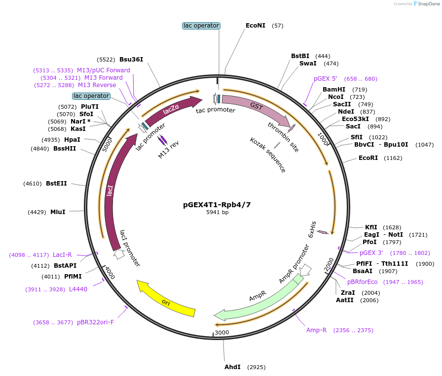 138484-plasmid-map-sequence-id-272902