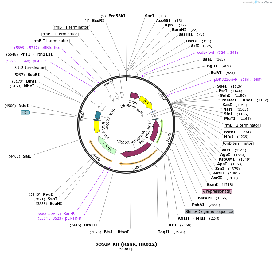 45983-plasmid-map-sequence-id-272918