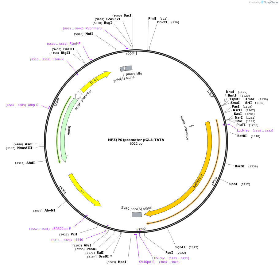 21259-plasmid-map-sequence-id-272922