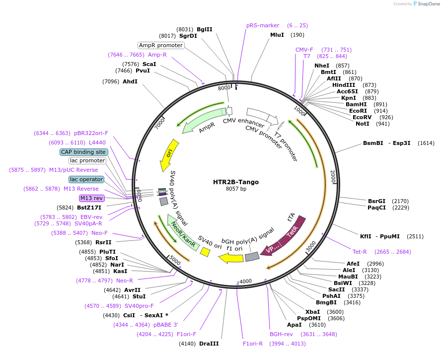 66410-plasmid-map-sequence-id-272927