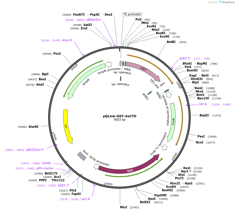 138471-plasmid-map-sequence-id-272928