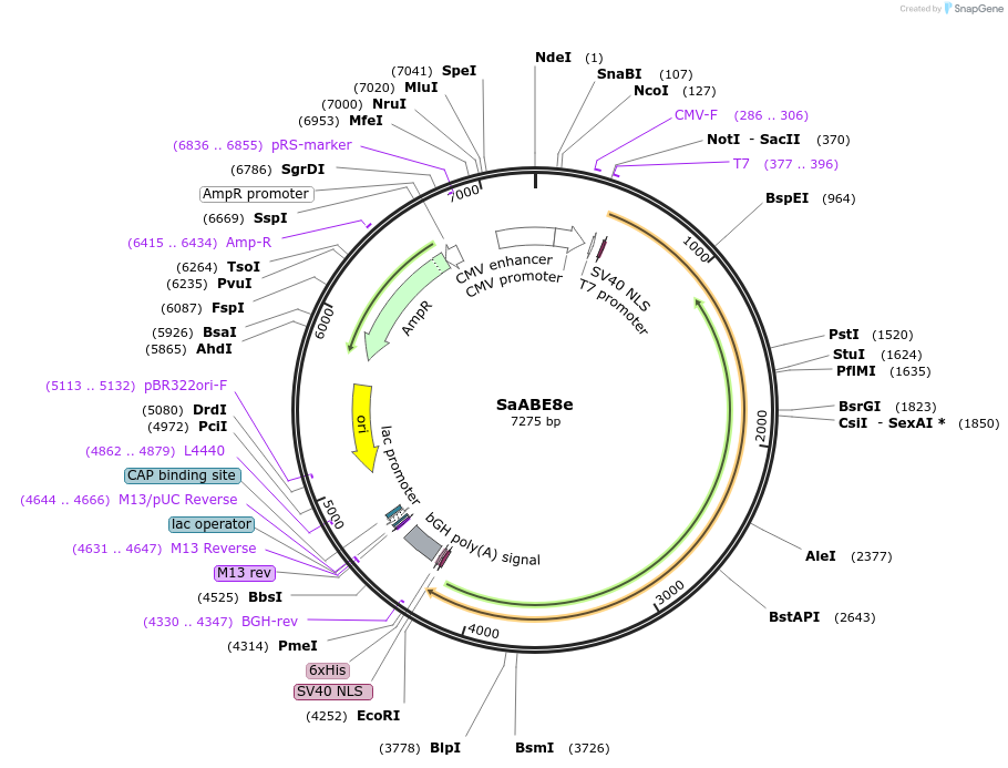 138500-plasmid-map-sequence-id-272929