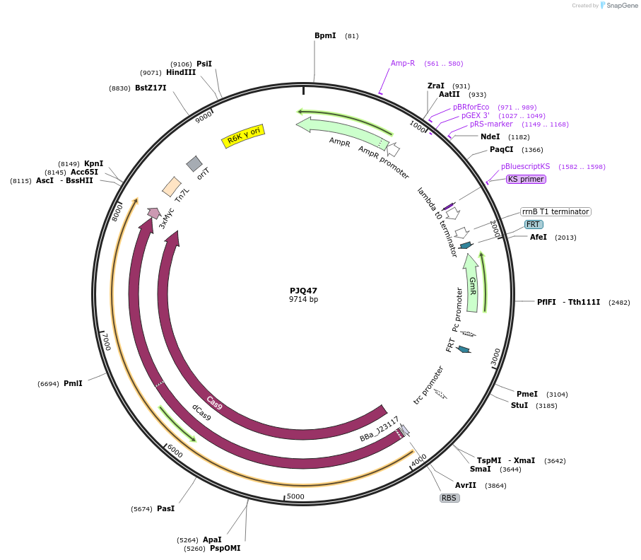 134646-plasmid-map-sequence-id-272930