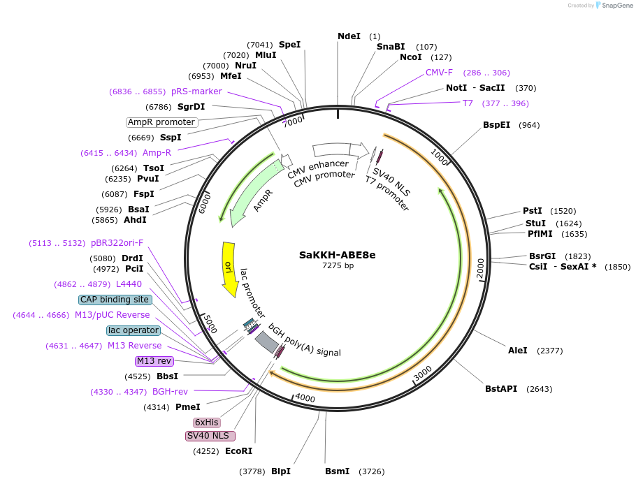138502-plasmid-map-sequence-id-272933