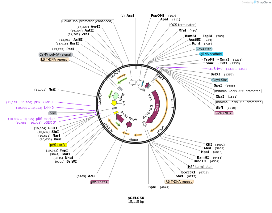 137904-plasmid-map-sequence-id-272935