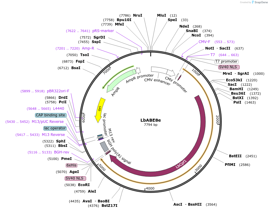 138504-plasmid-map-sequence-id-272937