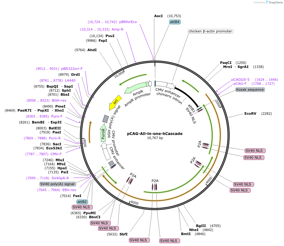 134919-plasmid-map-sequence-id-272938