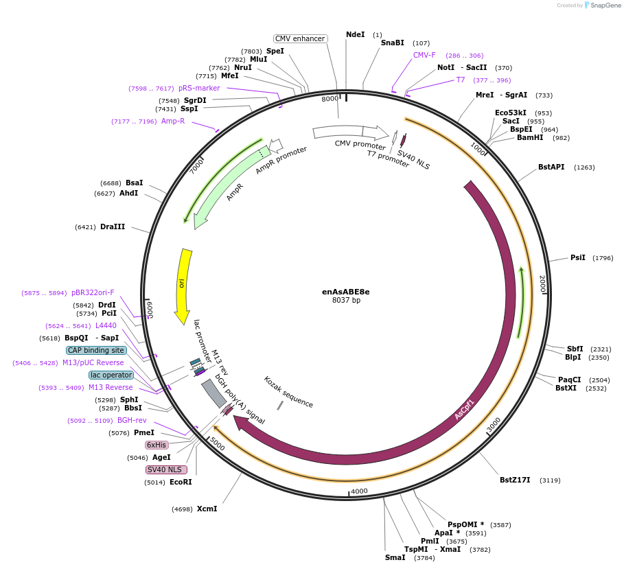 138506-plasmid-map-sequence-id-272940