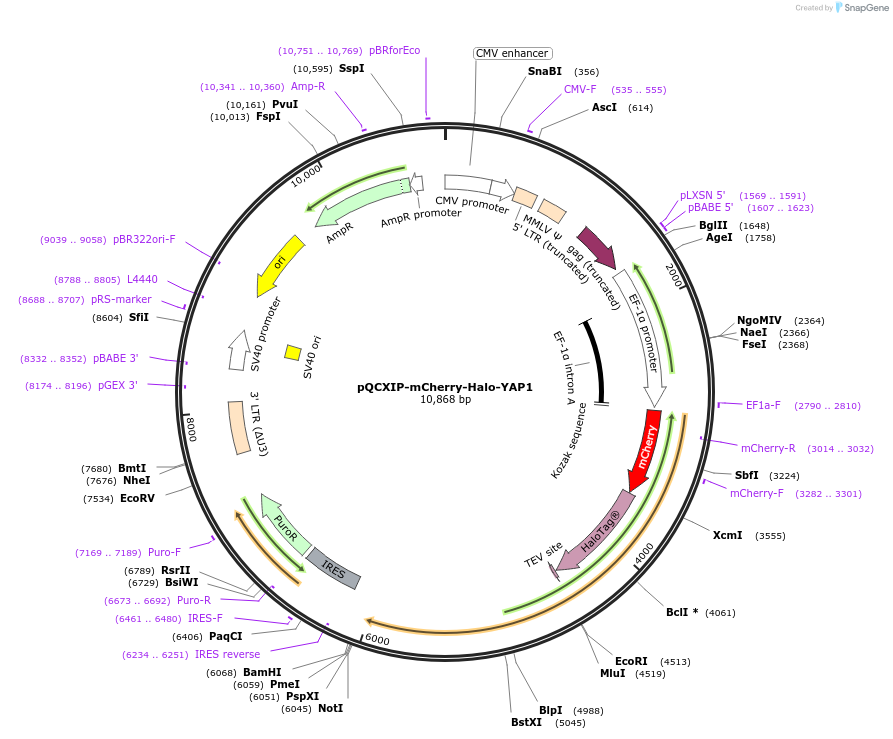 128336-plasmid-map-sequence-id-272998