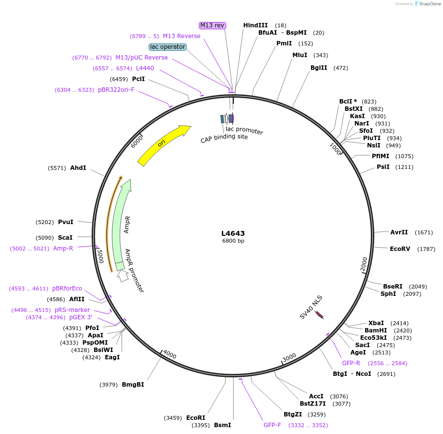 1663-plasmid-map-sequence-id-273
