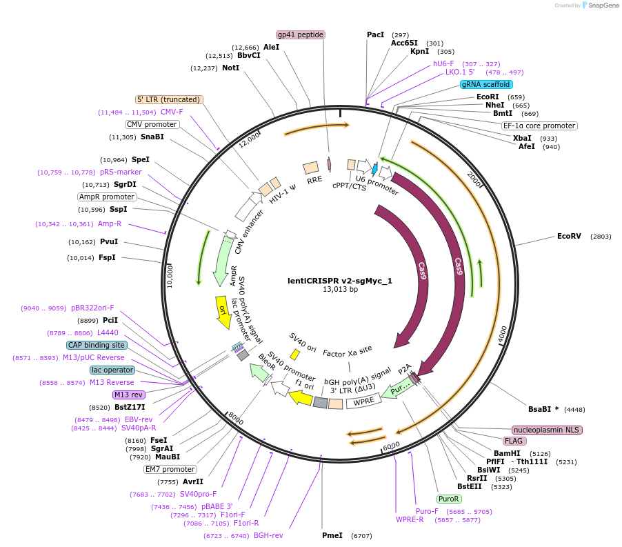 138324-plasmid-map-sequence-id-273024