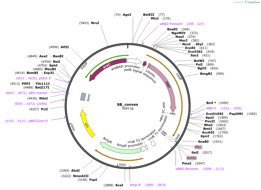 110104-plasmid-map-sequence-id-273027
