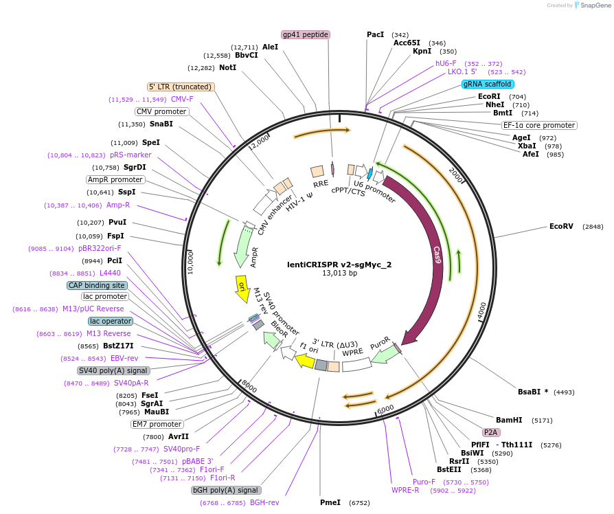 138346-plasmid-map-sequence-id-273028