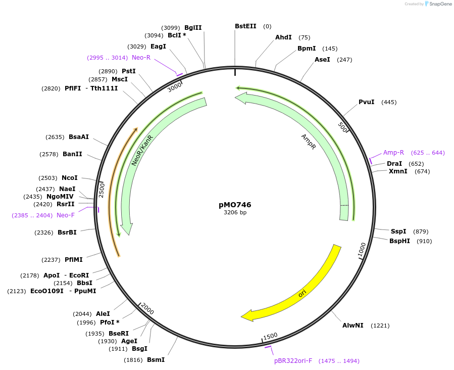 117480-plasmid-map-sequence-id-273029