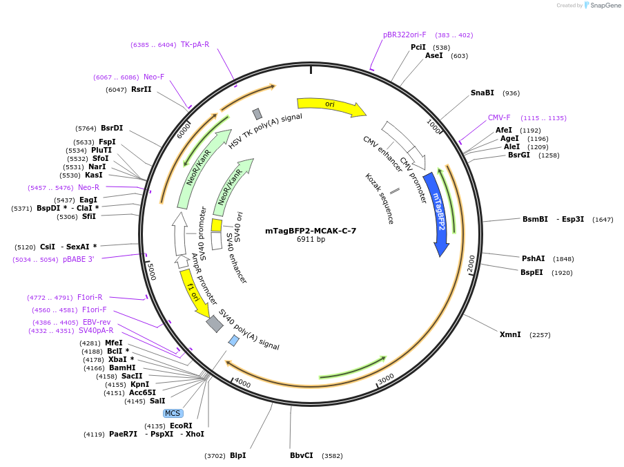 62785-plasmid-map-sequence-id-273036