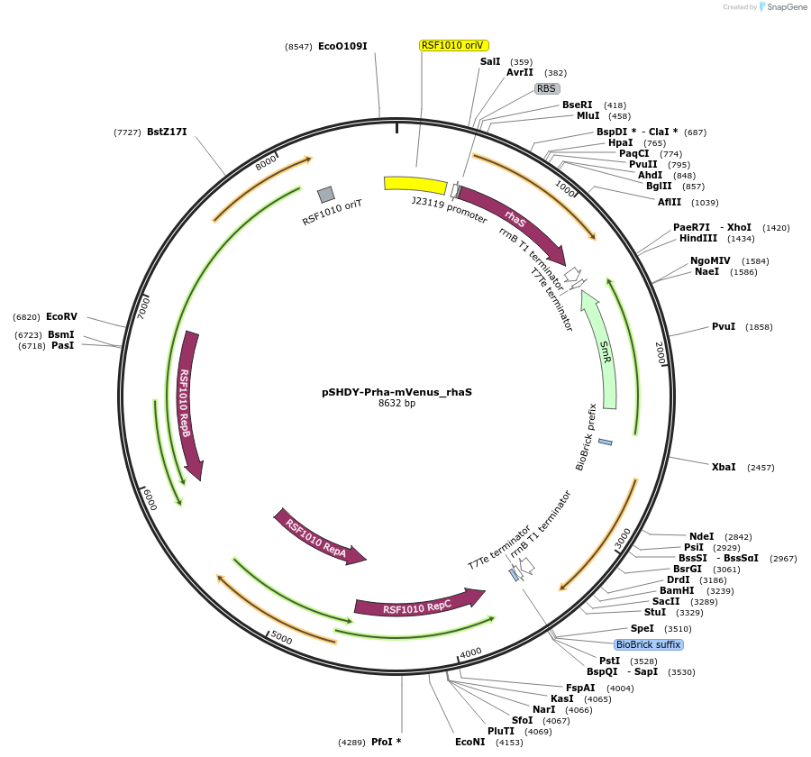 137662-plasmid-map-sequence-id-273042