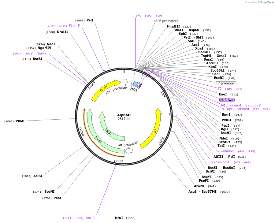 124526-plasmid-map-sequence-id-273043